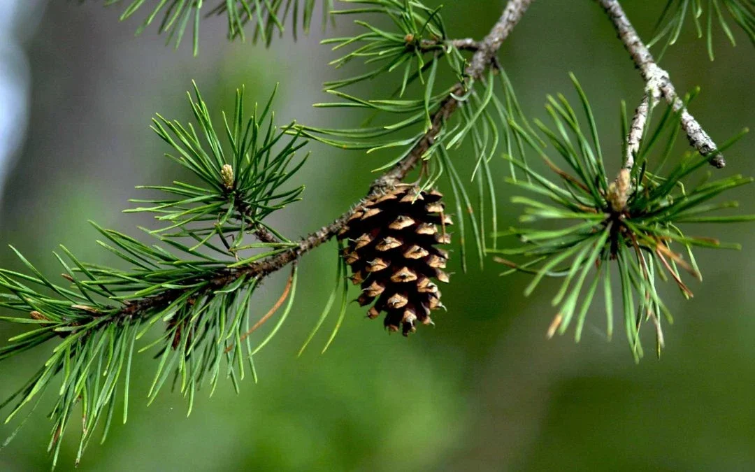 Coniferous softwood stand — mature pine forest