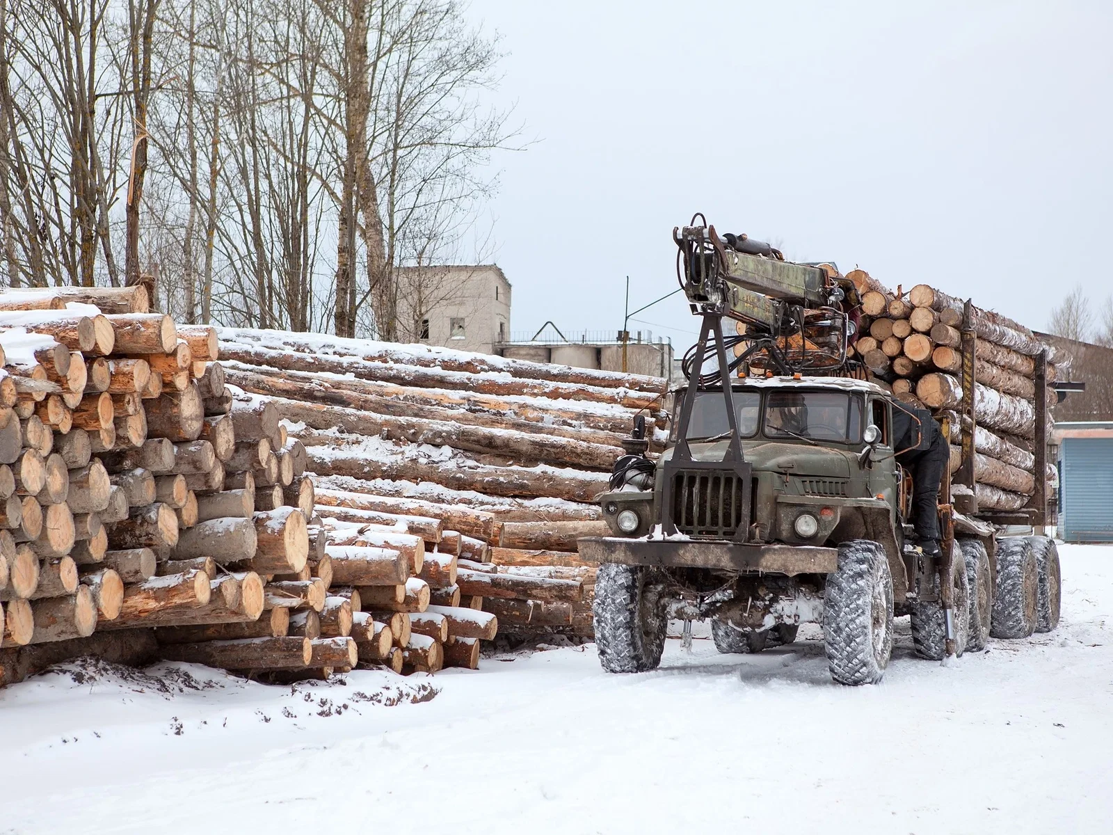 Other processed and unprocessed timber and wood products
